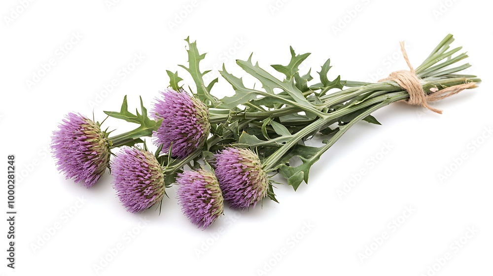 Fototapeta premium A bunch of purple thistle flowers with green leaves tied together with twine, isolated on a white background.