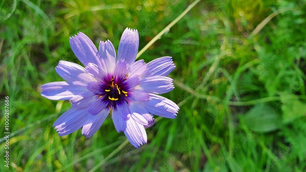 Fototapeta premium fleur