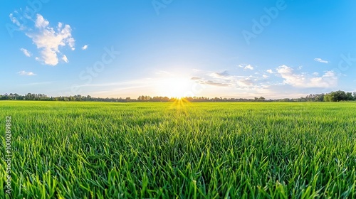 Sunrise Over Peaceful Meadow with Lush Green Grass