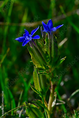 Schlauch-Enzian // Bladder gentian (Gentiana utriculosa) photo