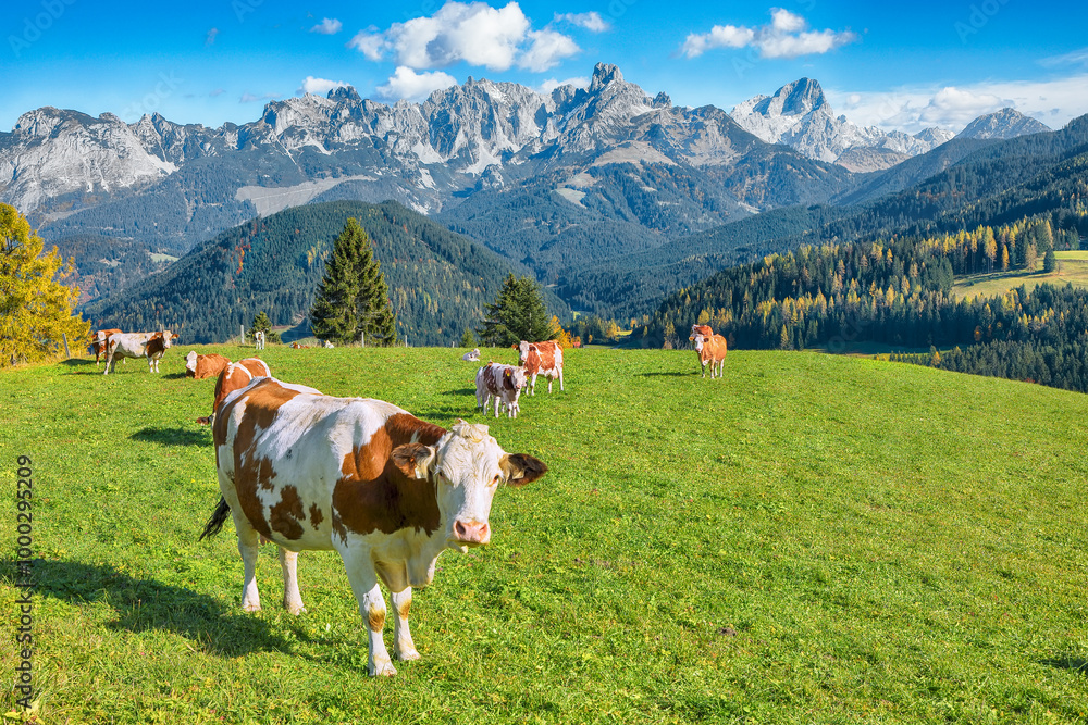 View of Alpine meadows and mountains and grazing cows near St. Martin am Tennengebirge.