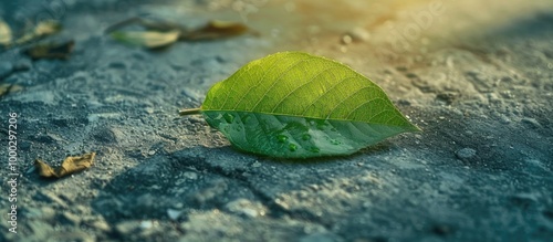 Green Leaf On Light In Nature