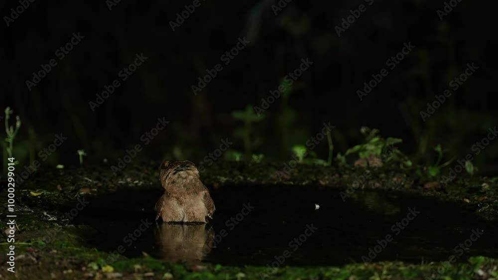 Collared Scops Owl Little baby Owl drink water in a small pond . Collared Scops Owl Little baby Owl drink water in a small pond .