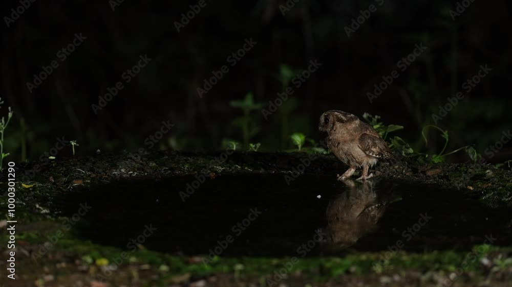 Collared Scops Owl Little baby Owl  drink water in a small pond .