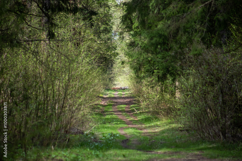 Wide path in dense green forest