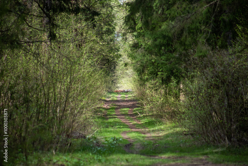 Wide path in dense green forest