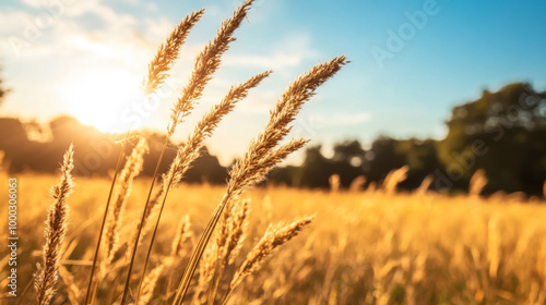 Golden grass sways gently in the warm light during sunset in a tranquil rural field