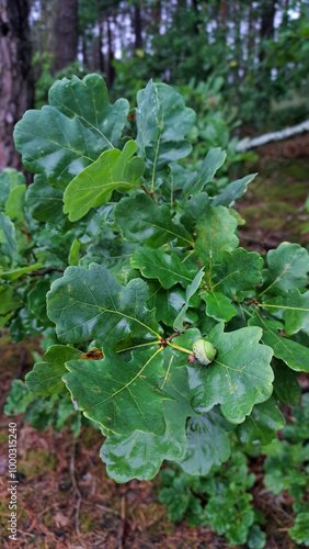 leaves in the forest