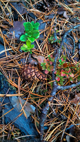 leaves and berries