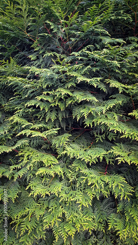 fern leaves