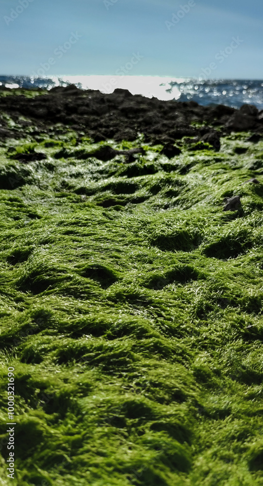 Algae and rock on the beach, natural patters. Algae and rock on the beach, natural patters.