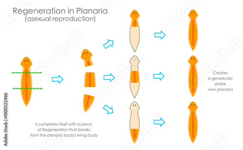 Planarian regeneration. Reproductive by fragmentation with stage arrows. Asexual reproduction. New planaria is formed with regenerated, cut multicellular organisms. Vector illustration