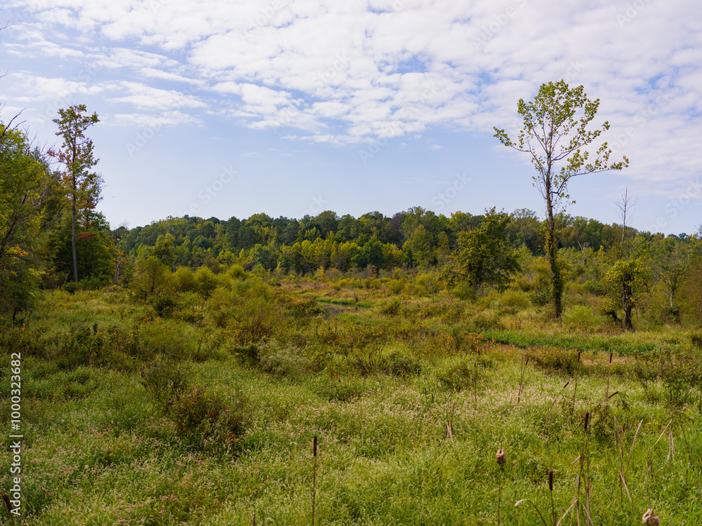 landscape with trees landscape with trees