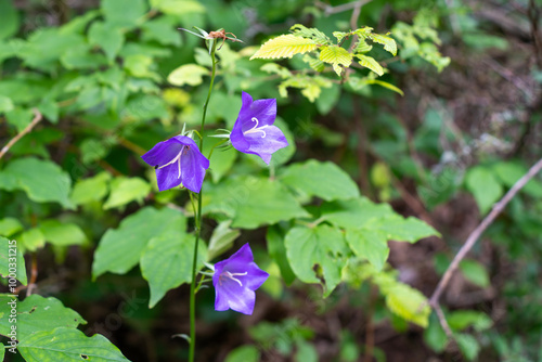 Foto Purple common harebell flower (Campanula rotundifolia) in a natural forest setti