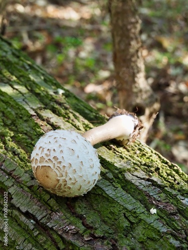 Mushroom on a tree 