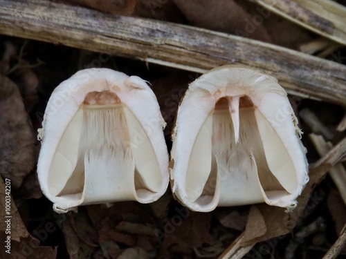 Section of shaggy parasol in the woods 