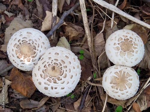 mushrooms in the grass - picture from above parasol mushrooms