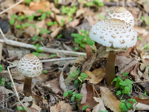 Shaggy parasol mushrooms