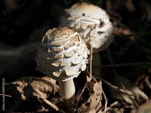 mushrooms in the forest - shaggy parasol close up