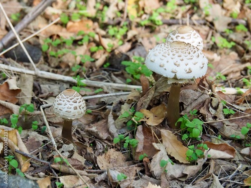 mushrooms in the forest