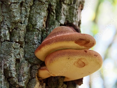 mushrooms on a tree - hepatica mushroom