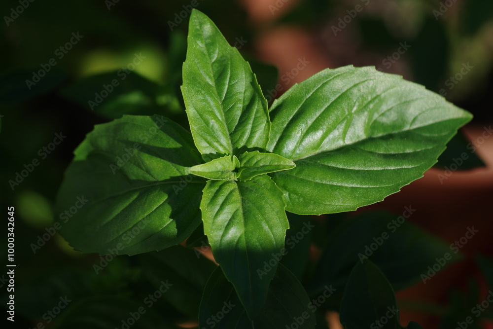 Basil leaves in bright sunshine Basil leaves in bright sunshine