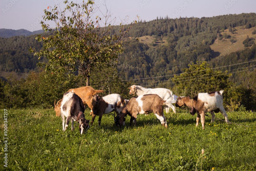 White and brown goats grazing in the Carpathian mountains. Domestic goats on a hill, background White and brown goats grazing in the Carpathian mountains. Domestic goats on a hill, background