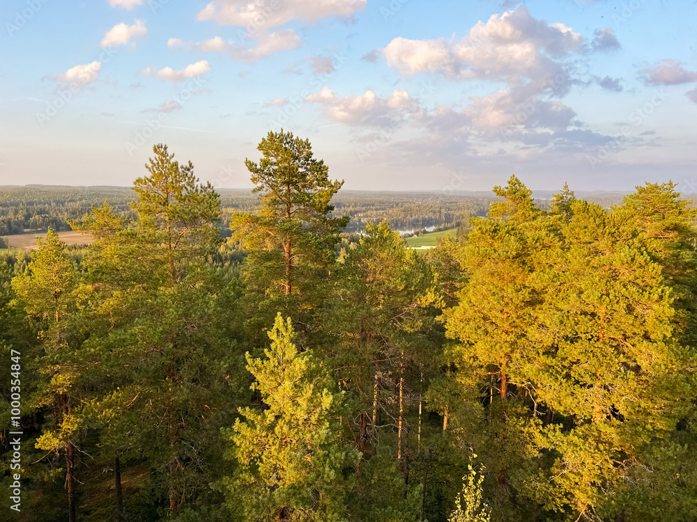 Fototapeta premium Forest during sunset. Beautiful forest landscape. Photo
