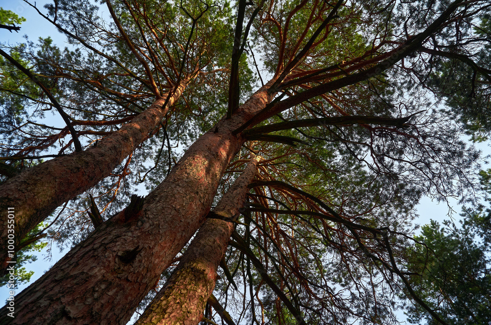 Fototapeta premium Three huge pine trees were photographed from the lower corner, thick trunks turn into a spreading coniferous crown, a beautiful forest still life