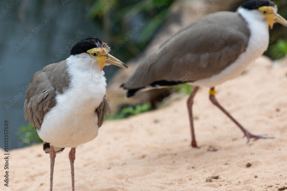 Portrait of a masked lapwing (vanellus miles) Portrait of a masked lapwing (vanellus miles)