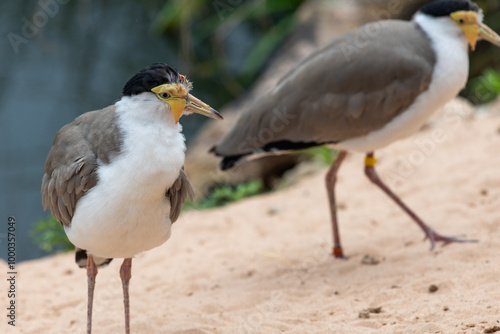 Portrait of a masked lapwing (vanellus miles)