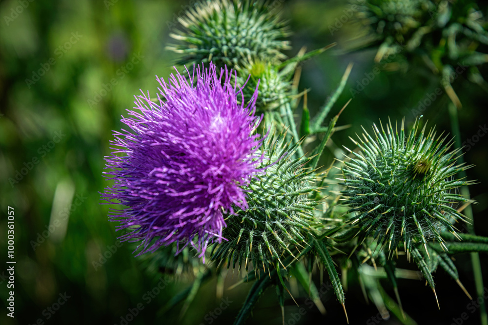 Flowering prickly thistle on the summer field Flowering prickly thistle on the summer field