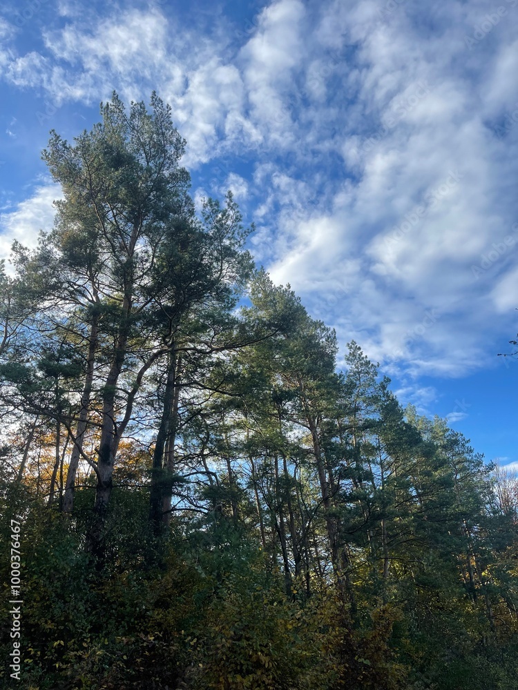 Obraz premium trees and sky