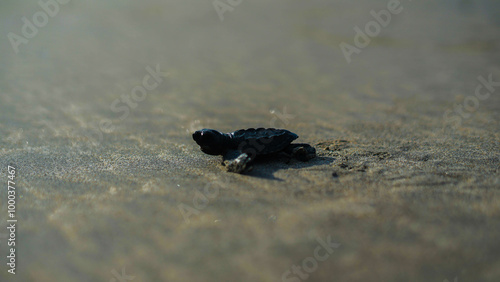 A baby turtle is gently released on Kuta Beach, symbolizing the conservation of its ecosystem. Its journey to the ocean represents hope and survival.