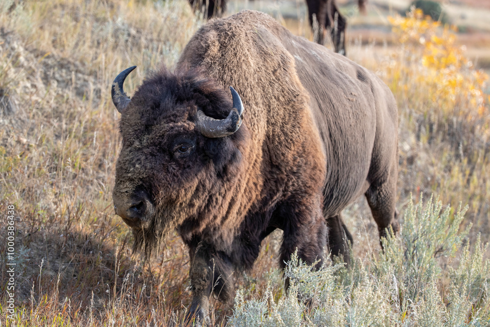 Bison in North Dakota reserve Bison in North Dakota reserve