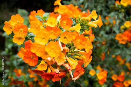 orange and flowers