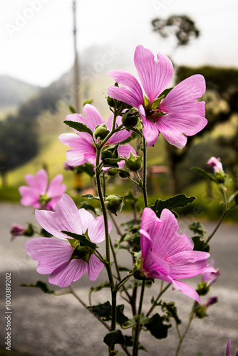 pink flowers in the garden