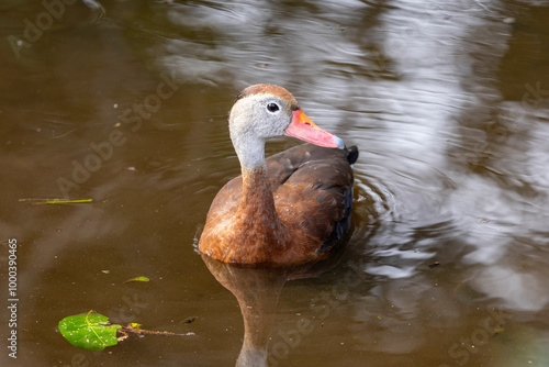 Fulvous whistling duck photo