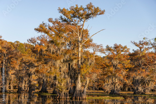 Ball cyrpress trees  on Caddo Lake, Texas photo