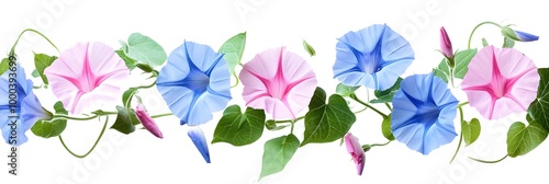 Blue and pink morning glory flowers with green leaves on white background. photo