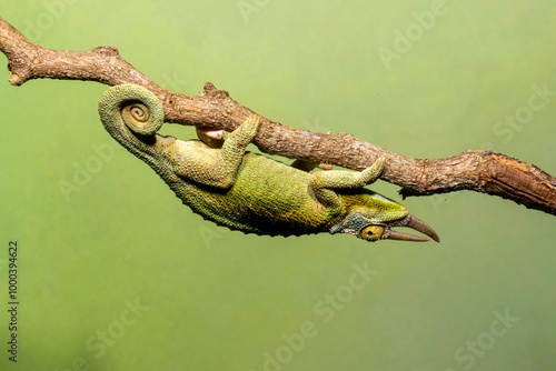 Jacksons three horned chameleon