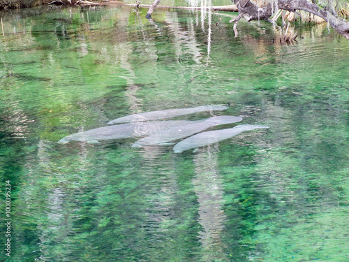 A female cow manatee floating down the Blue Springs waterway with three calves in tow in Floirda photo