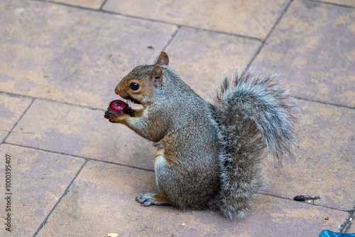 squirrel in the park