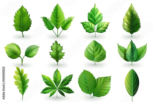 Vector illustration of various green leaf icons isolated on a white background, featuring detailed and diverse leaf shapes ideal for botanical designs and eco-friendly projects.