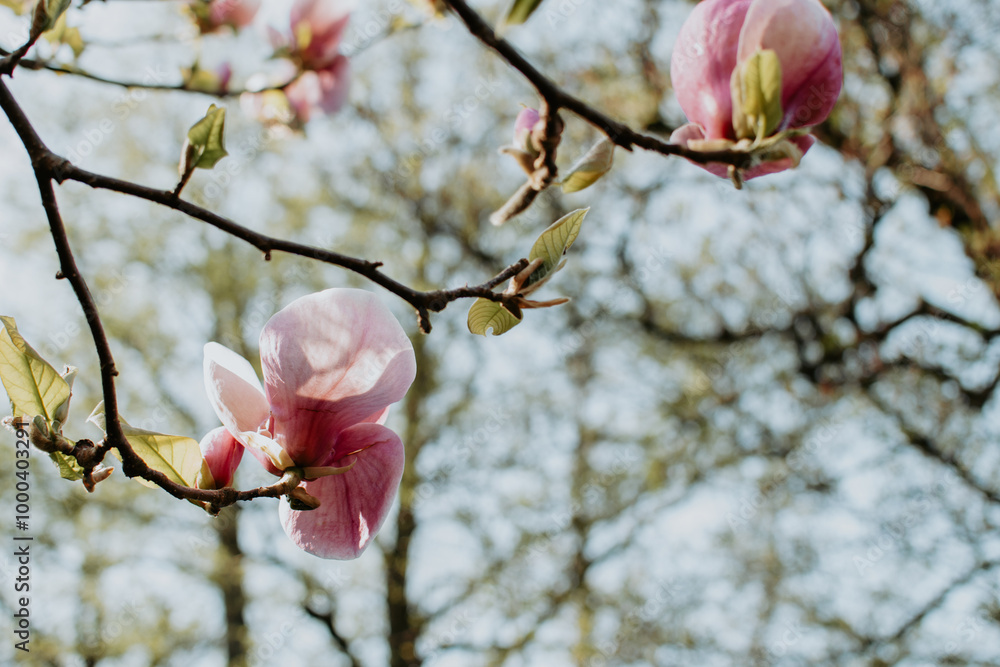 Magnolia branch with blooming pink gentle flowers Magnolia branch with blooming pink gentle flowers