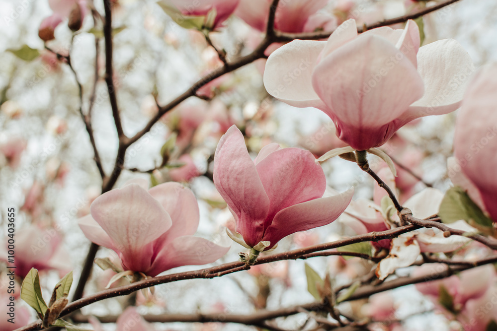 Magnolia branch with blooming pink gentle flowers Magnolia branch with blooming pink gentle flowers