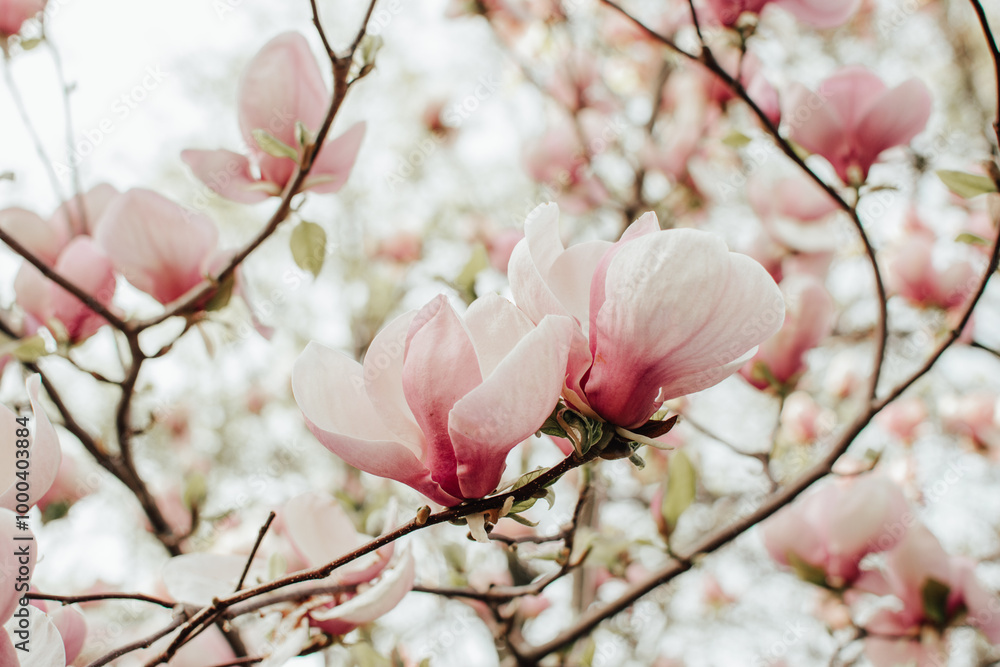 Magnolia branch with blooming pink gentle flowers Magnolia branch with blooming pink gentle flowers