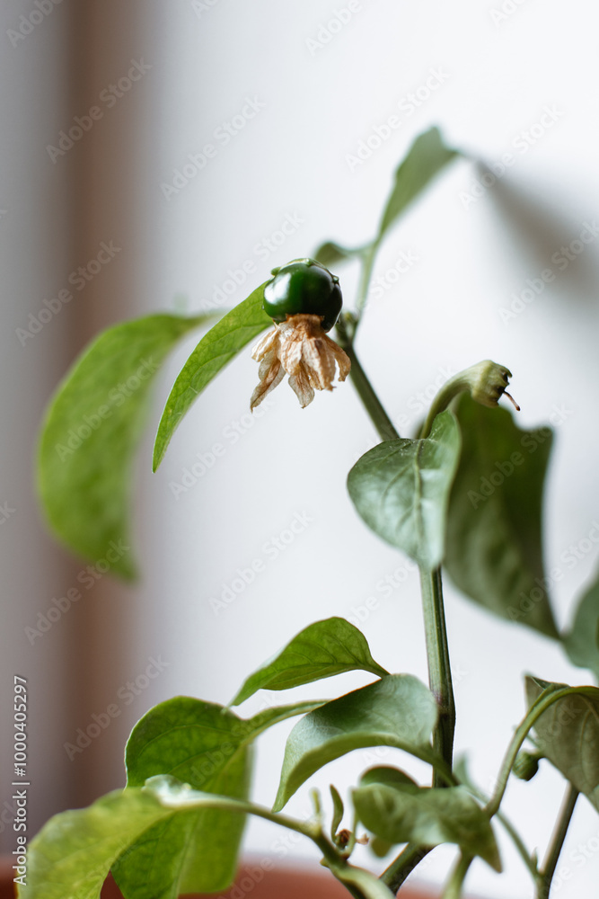 Paprika is growing in the flower pot on the window sill. Paprika is growing in the flower pot on the window sill.