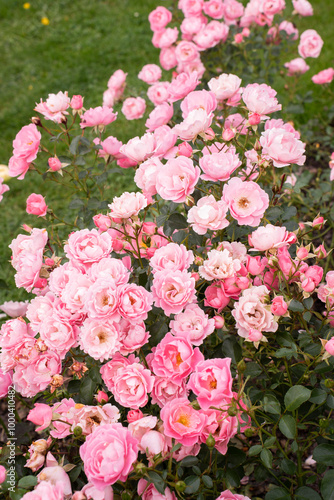 pink roses in garden