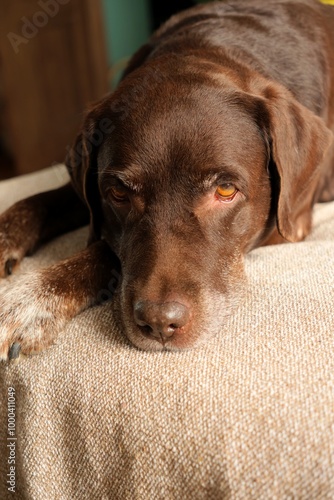 cute chocolate Labrador Retriever is lying on bed and resting. close-up of pet sleeping on couch. purebred puppy in a cozy house without owner seems to be very pleased with himself. Sad retriever